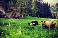 Gutschi_Ranch_32