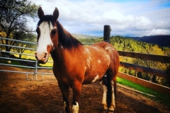 Gutschi_Ranch_38
