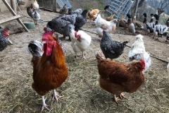 Gutschi_Ranch_39