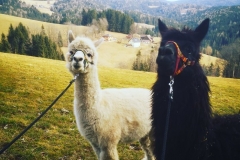 Gutschi_Ranch_40