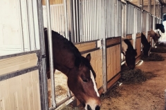 Gutschi_Ranch_42