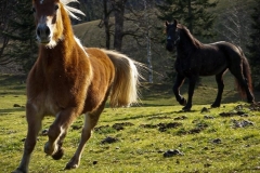 Gutschi_Ranch_44