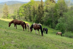 Gutschi_Ranch_54