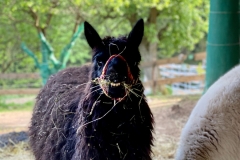 Gutschi_Ranch_55